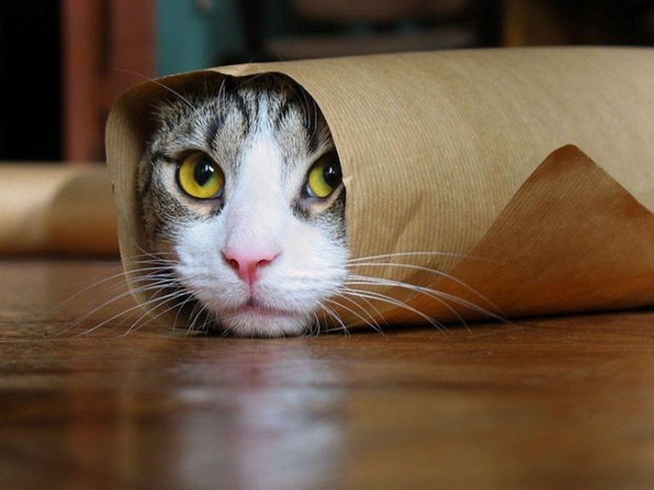 Мимишные котики