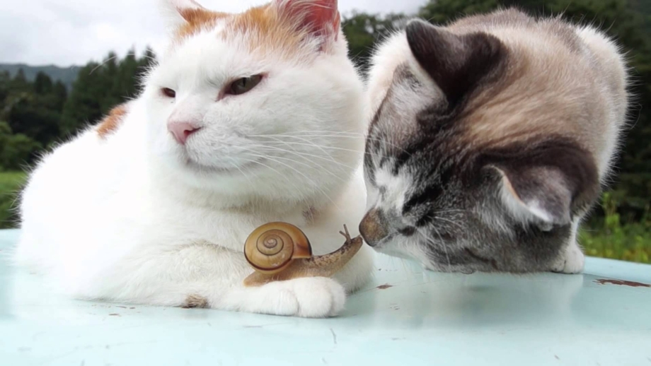 Котенок и улитка