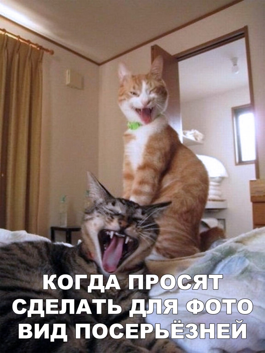Коты веселятся