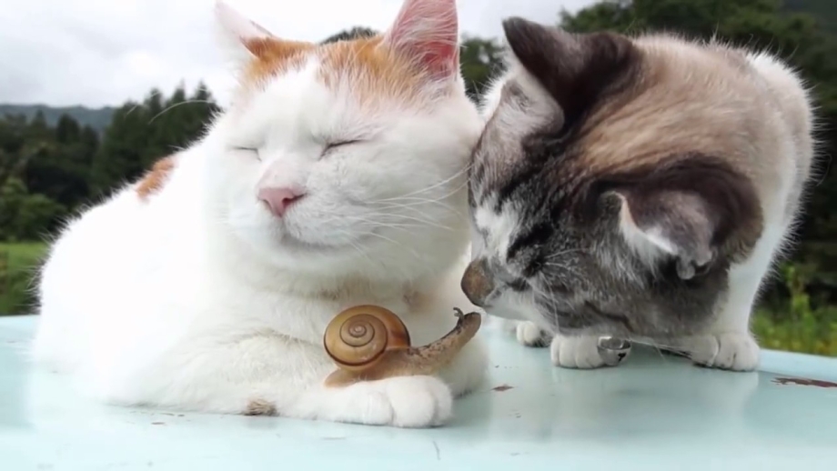 Смешные котята до слёз