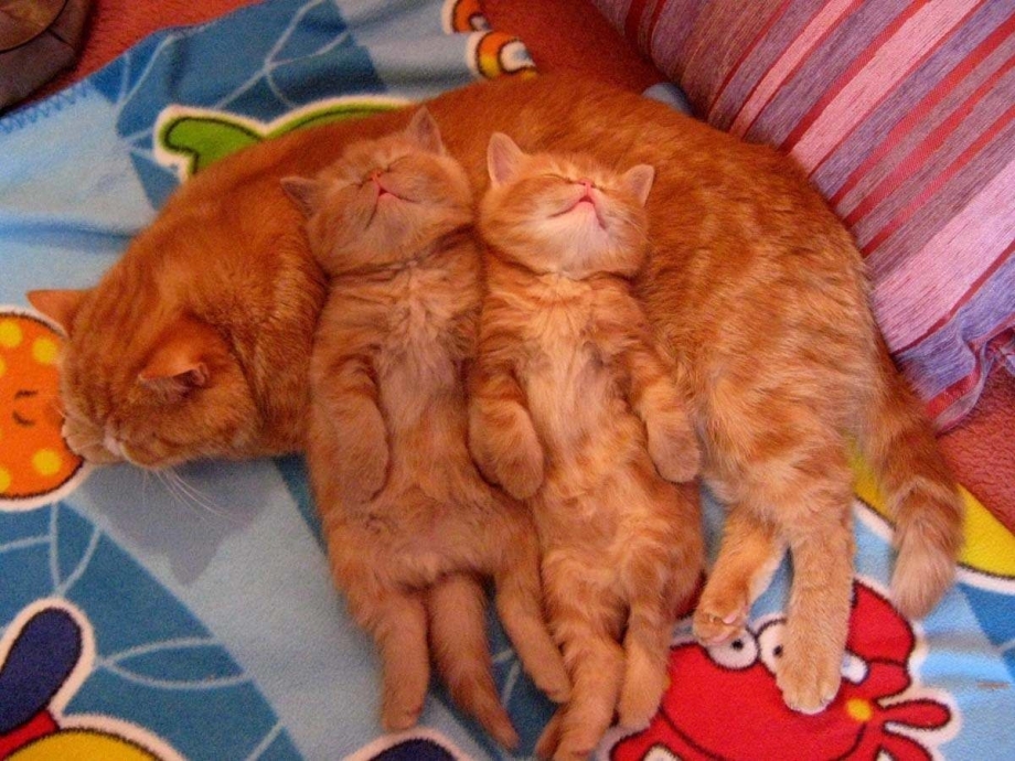 Рыжая кошка с котятами