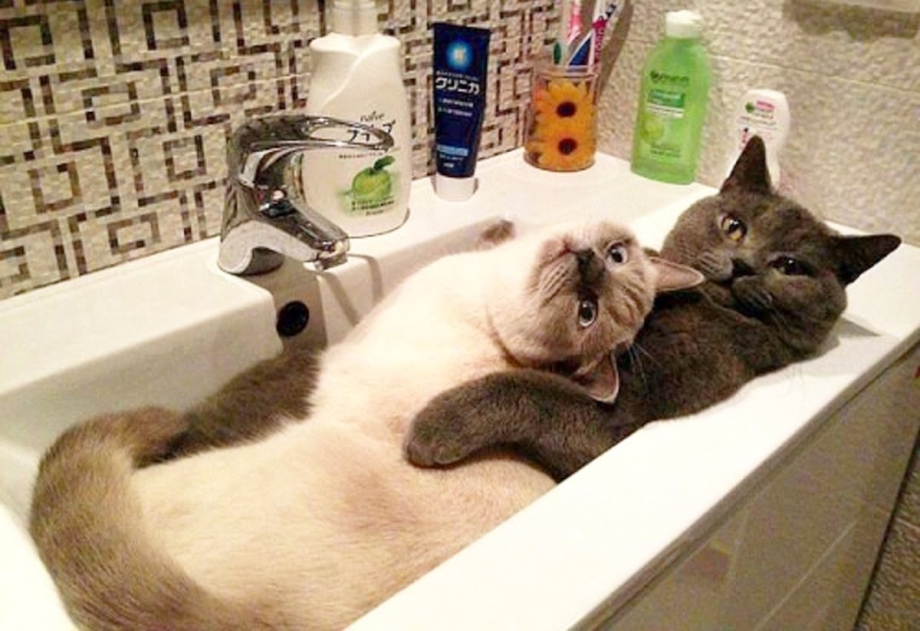 Кошки юмор