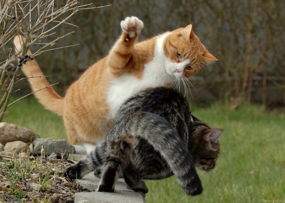 Котята поют