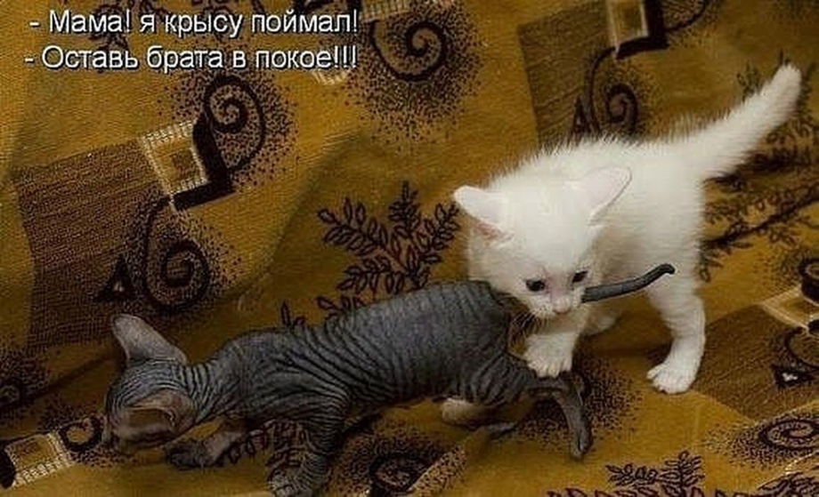 Кошки юмор