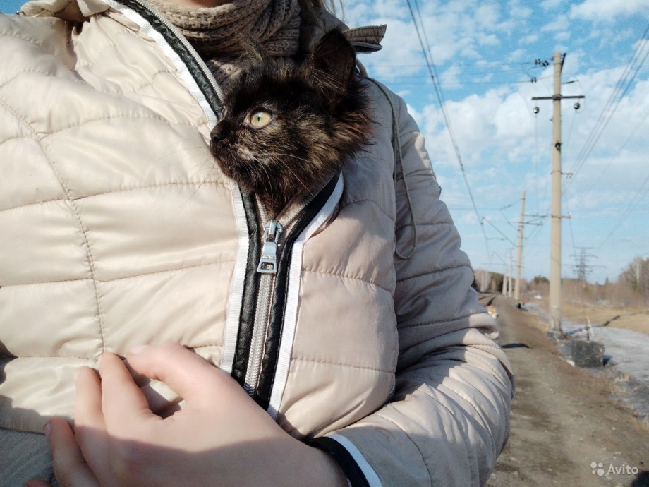 Кошка в куртке человека