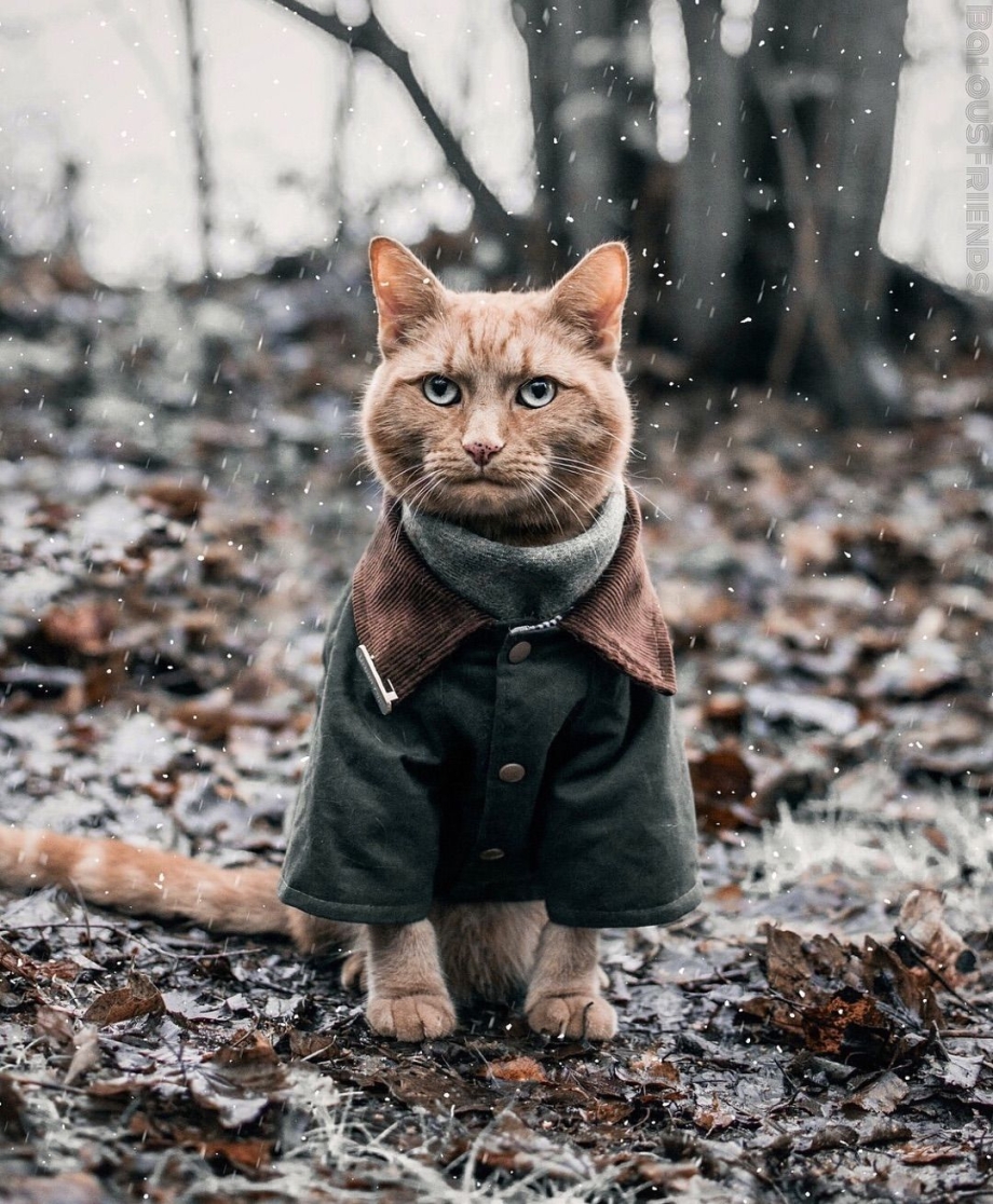 Кот в пальто