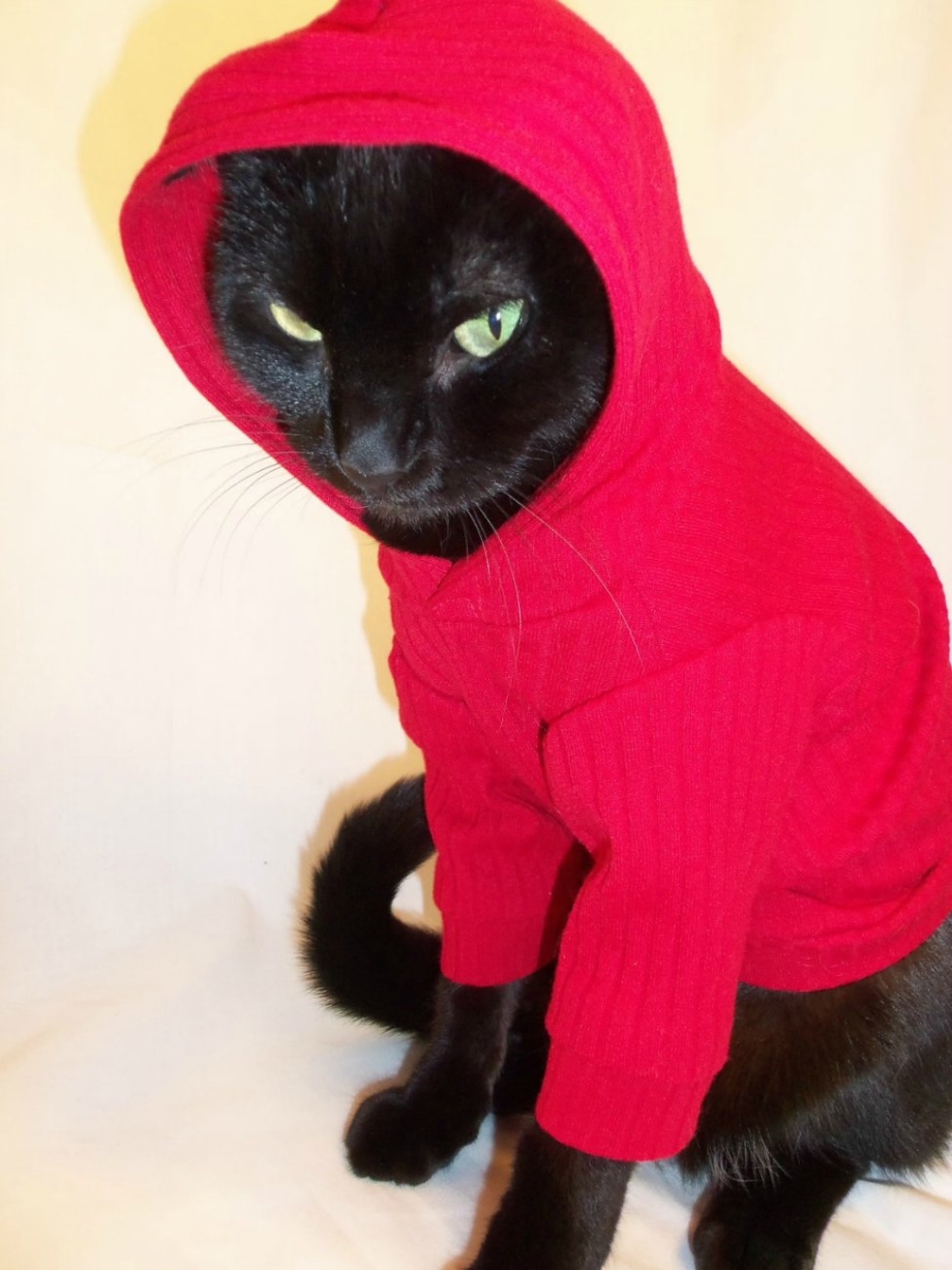 Костюмы для котов