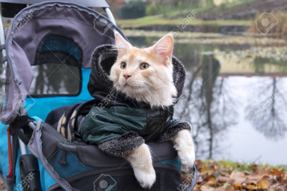 Коляска для прогулки с котом