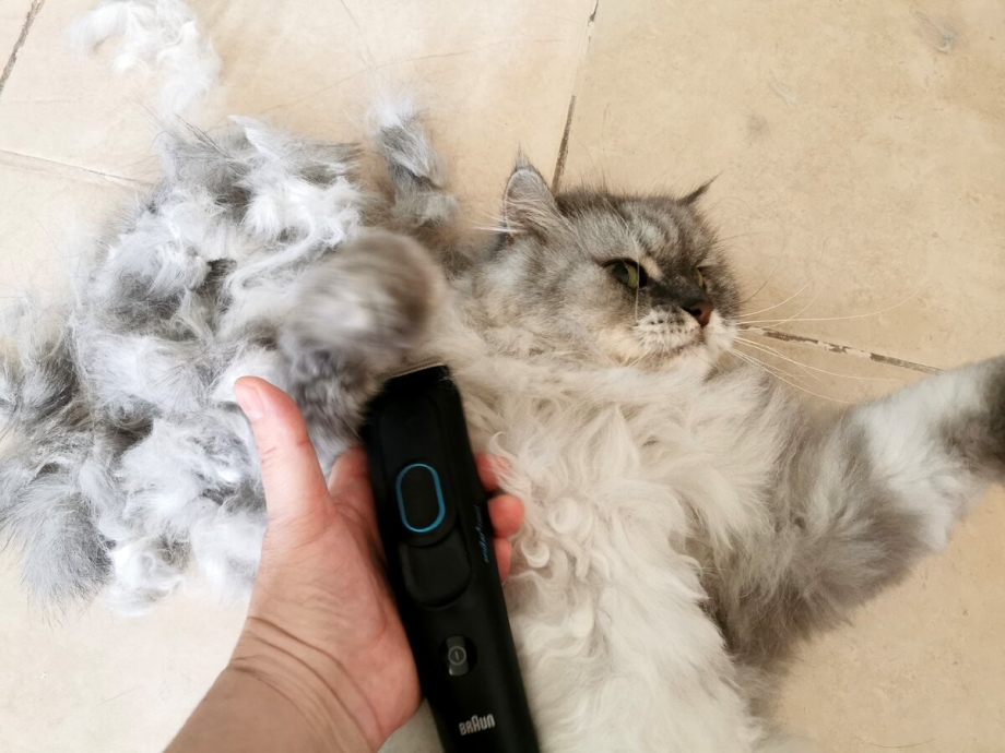В Ялте я уви кота... Странного кота