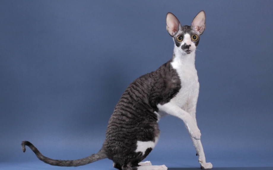 Коты породы Корниш рекс
