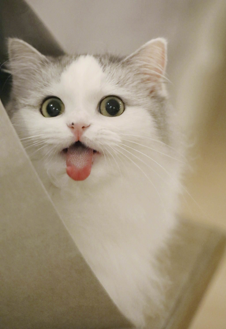 Смешные котята