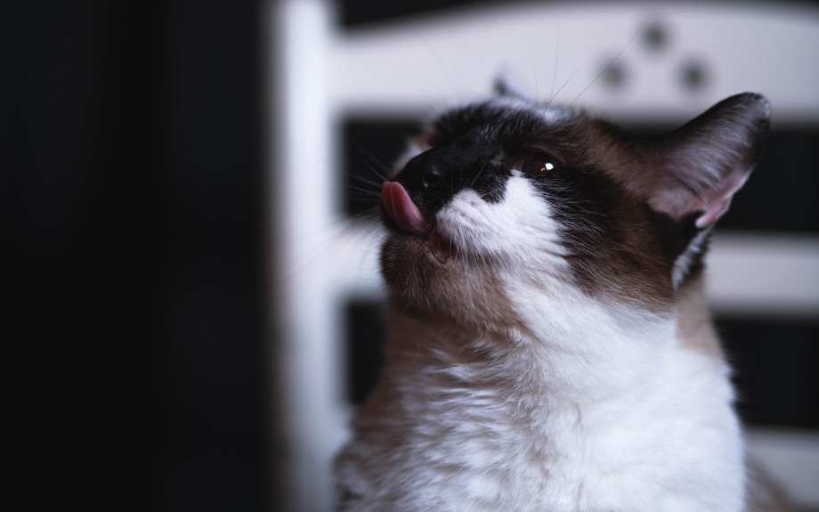 Носик котика