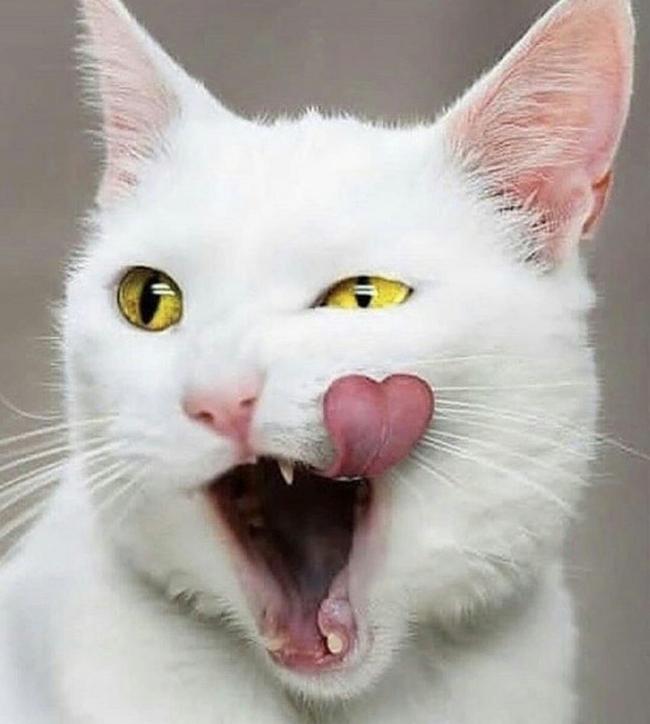 Удивленный кот