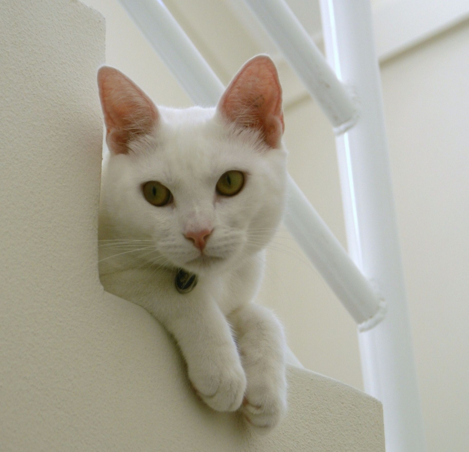 Кошка с накрашенными губами