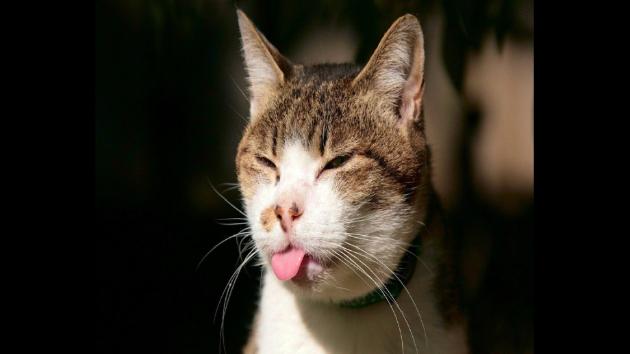 Котенок с языком