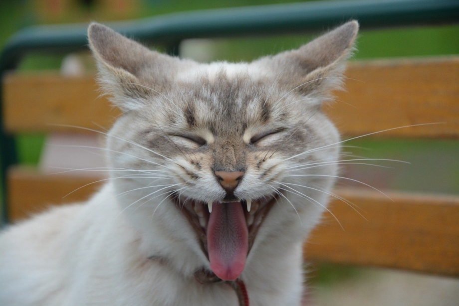 Котик облизывается
