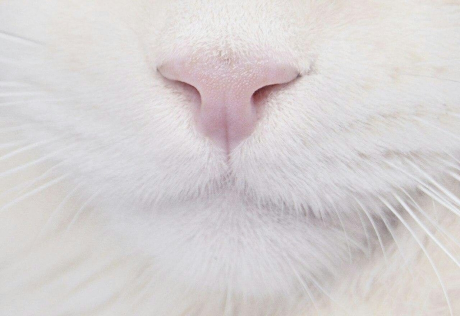 Котенок с высунутым языком