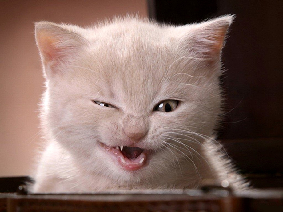 Котик с открытым ртом