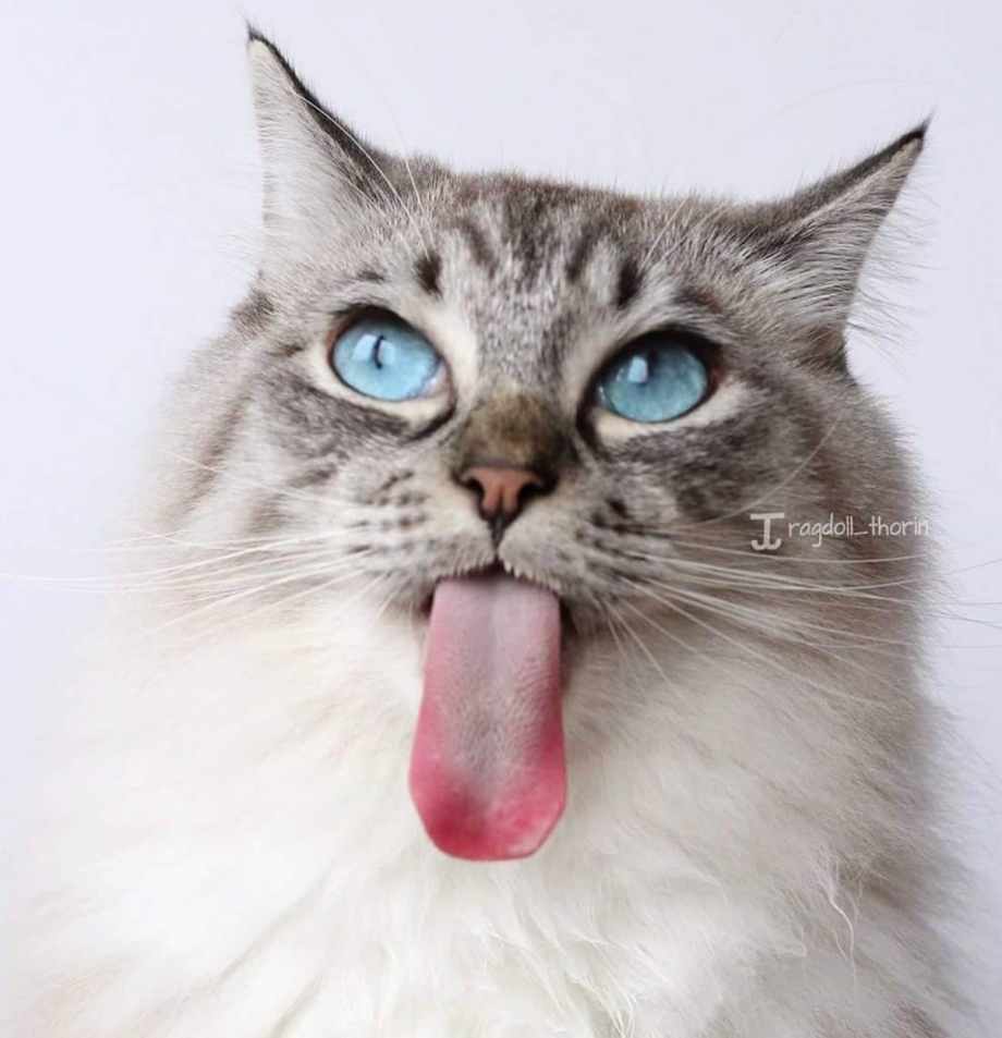 Котенок с языком