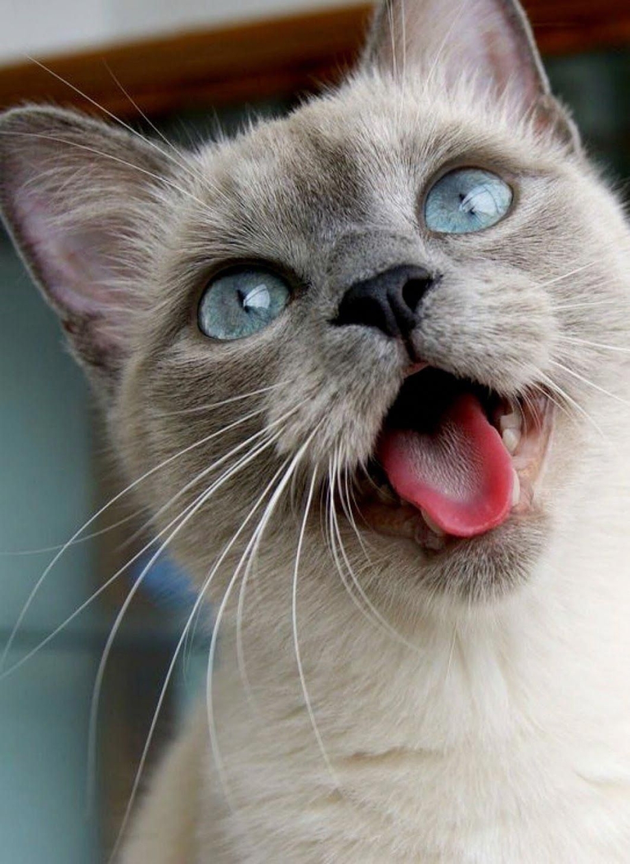 Коты с высунутым языком