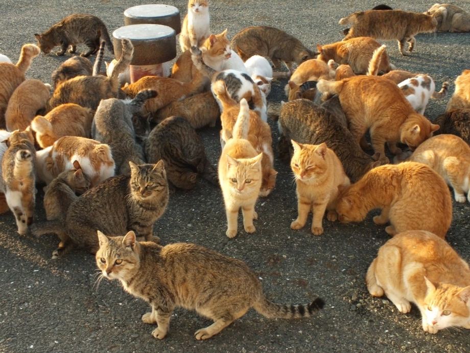 Аосима кошачий остров