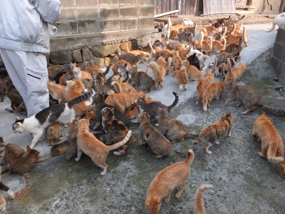 Аосима кошачий остров