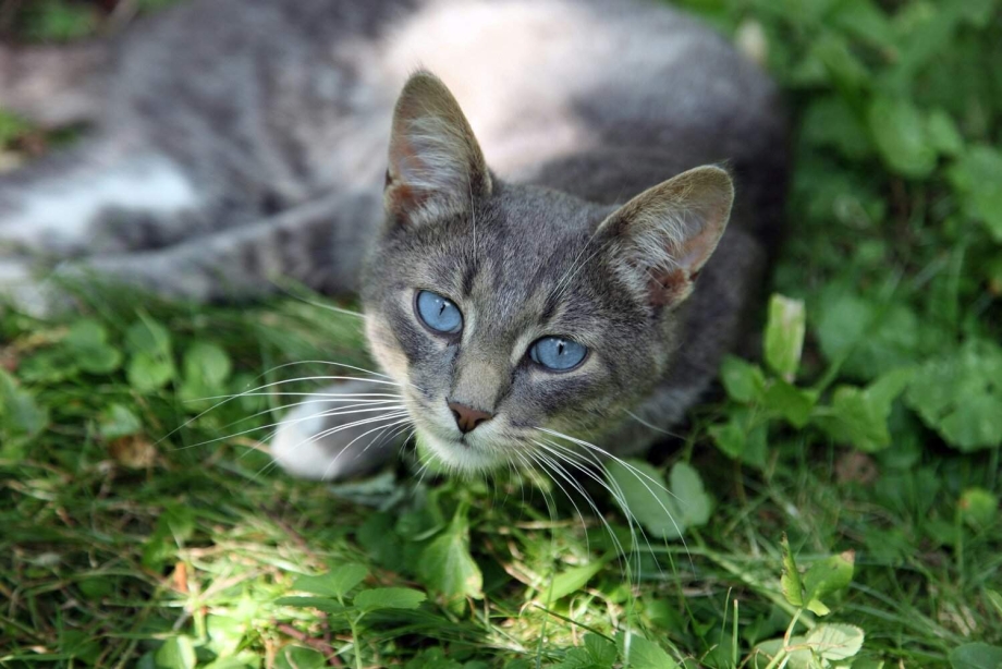 Кошка серая