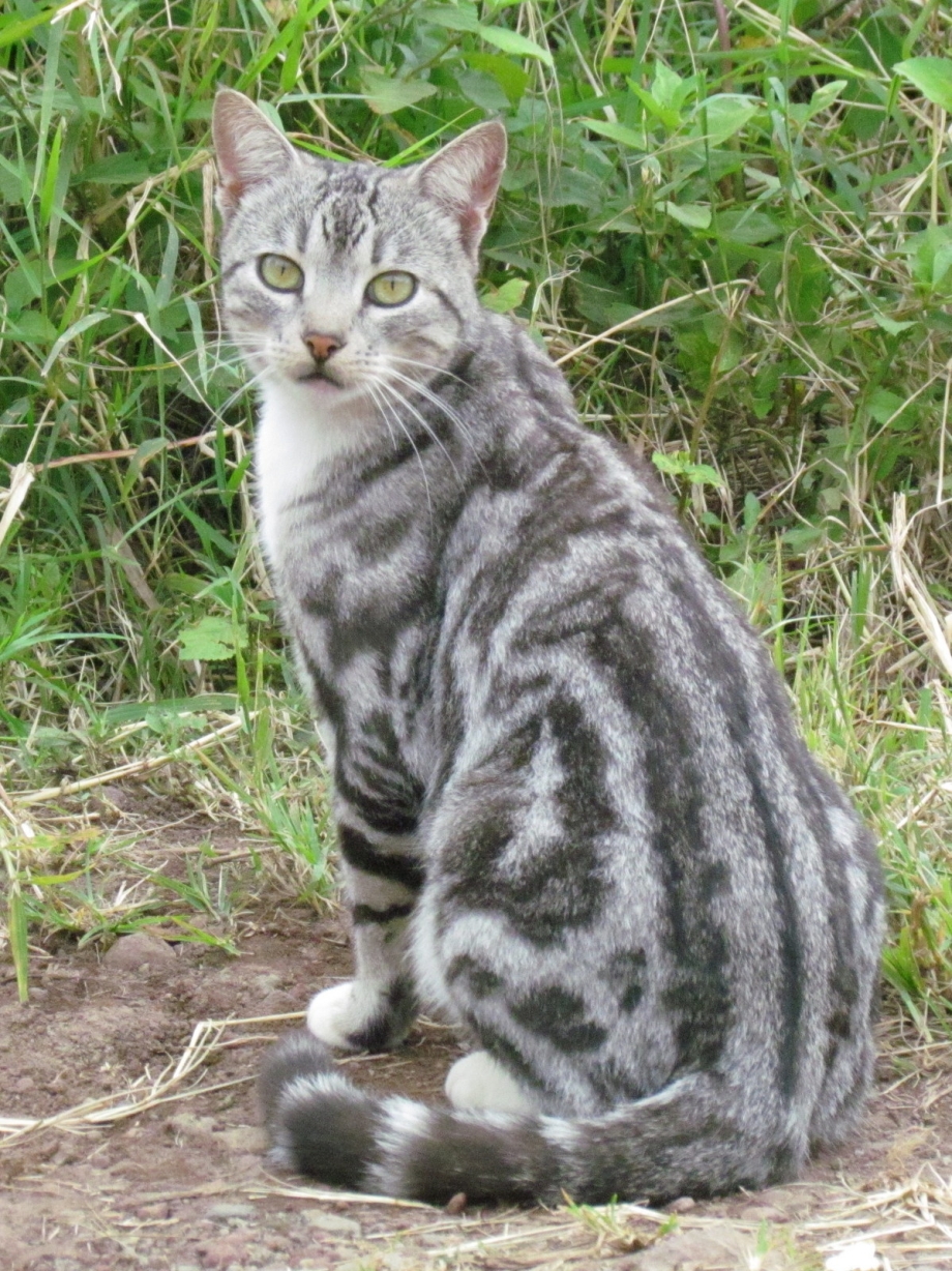 Кельтская мраморная кошка