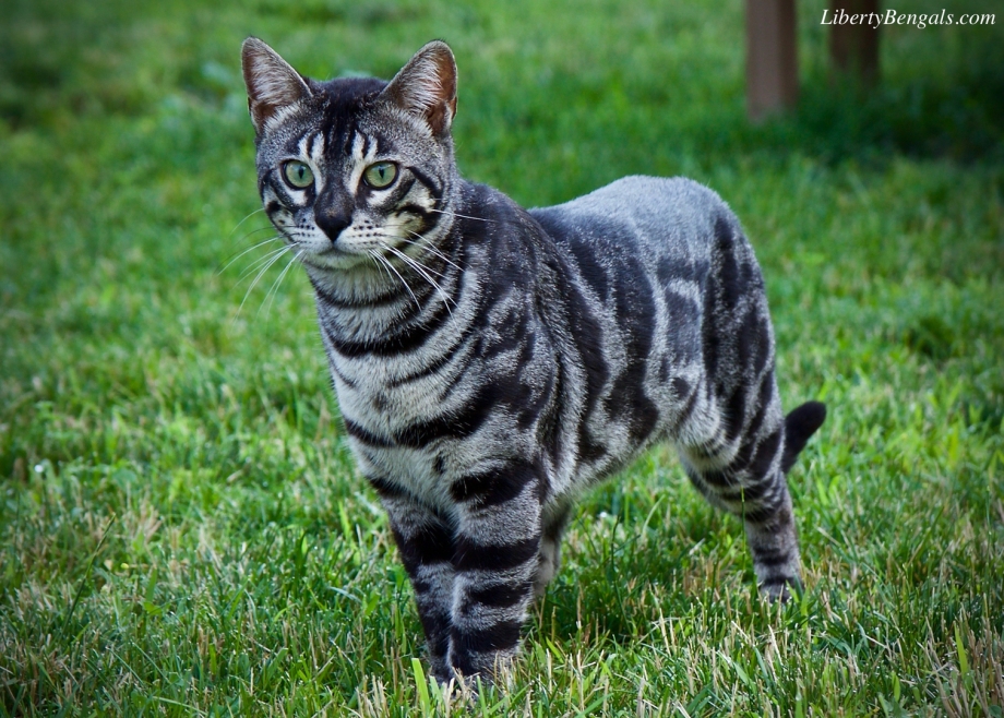 Чёрный табби Бенгальская кошка