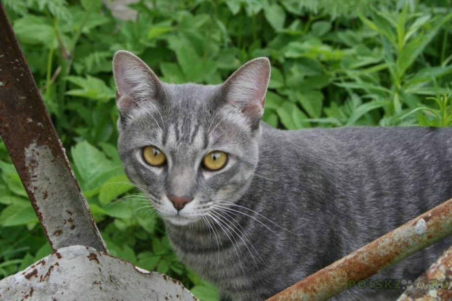 Серая полосатая кошка