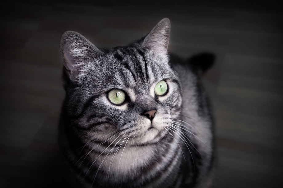 Серо черная кошка