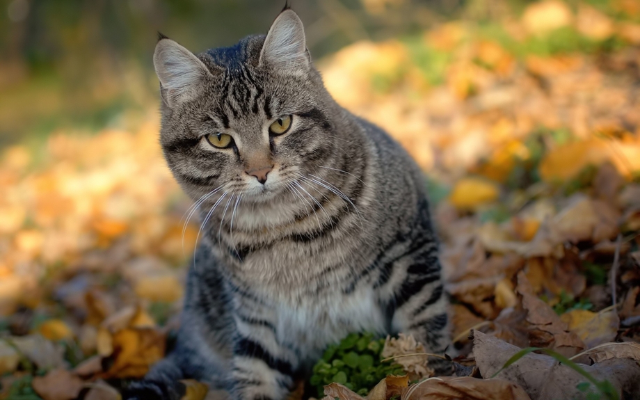 Кот серый
