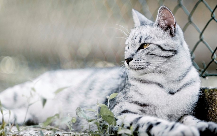 Красивые коты
