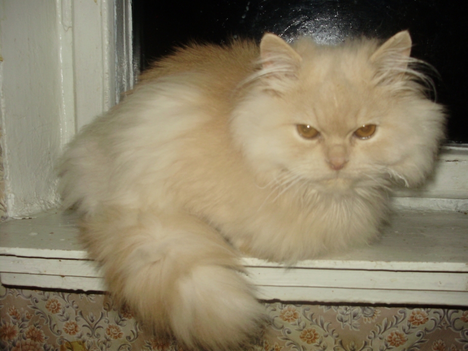 Персидский шиншилла кот персиковые