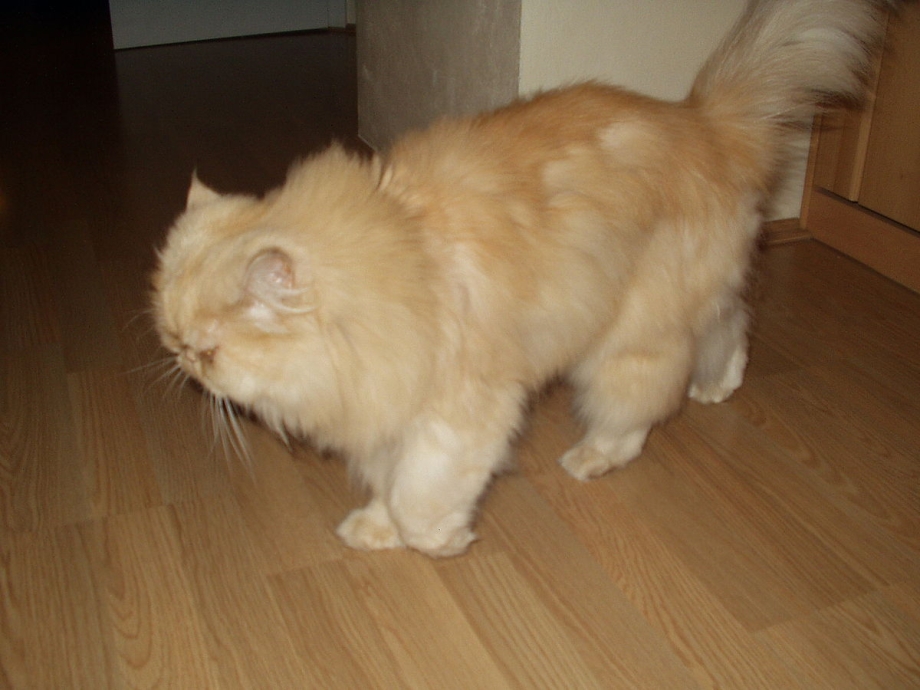 Кимрик рыжий