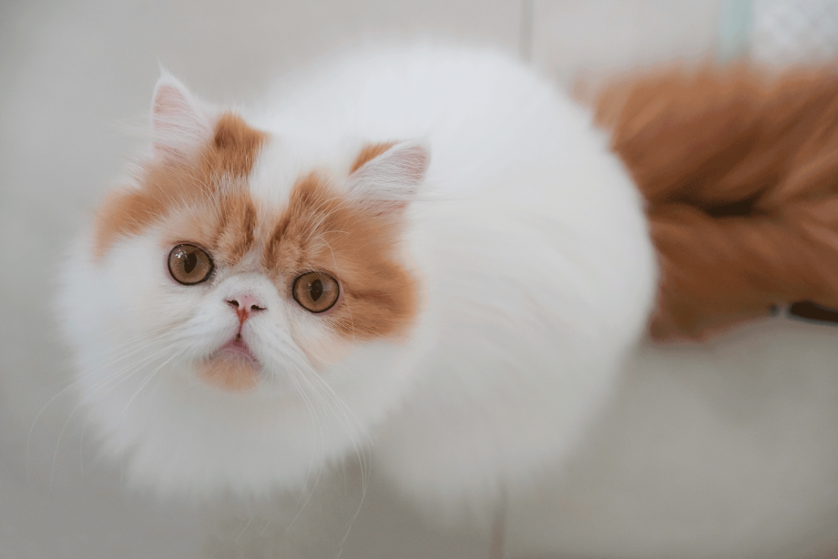 Персидские коты в Мичуринске