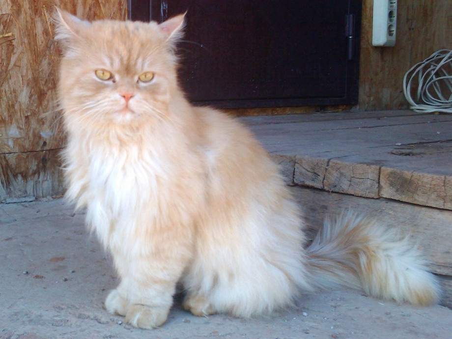 Абрикосовый персидский кот