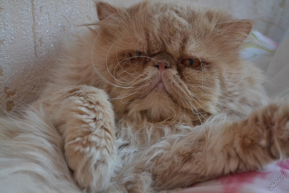 Котенок рыжий перс