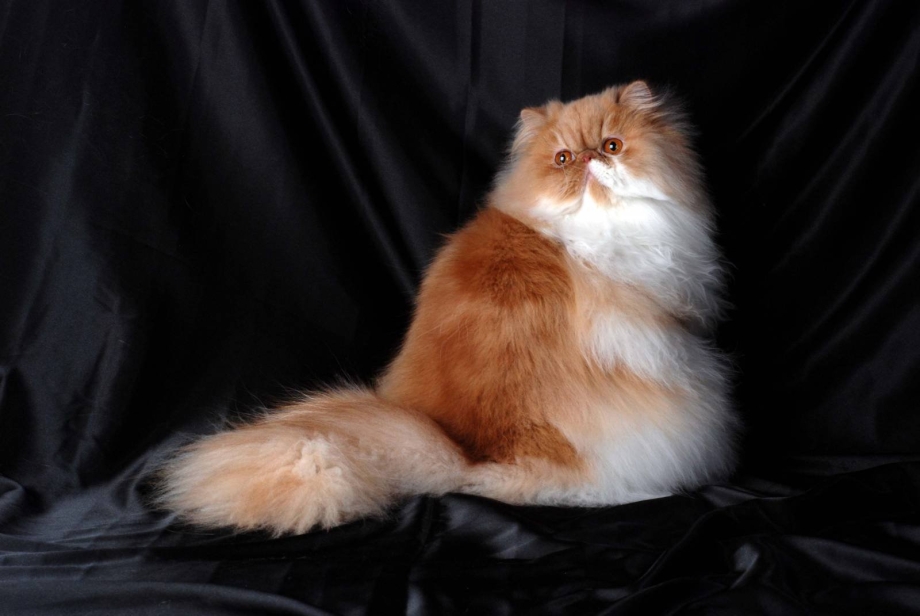 Персидский кот персиковый