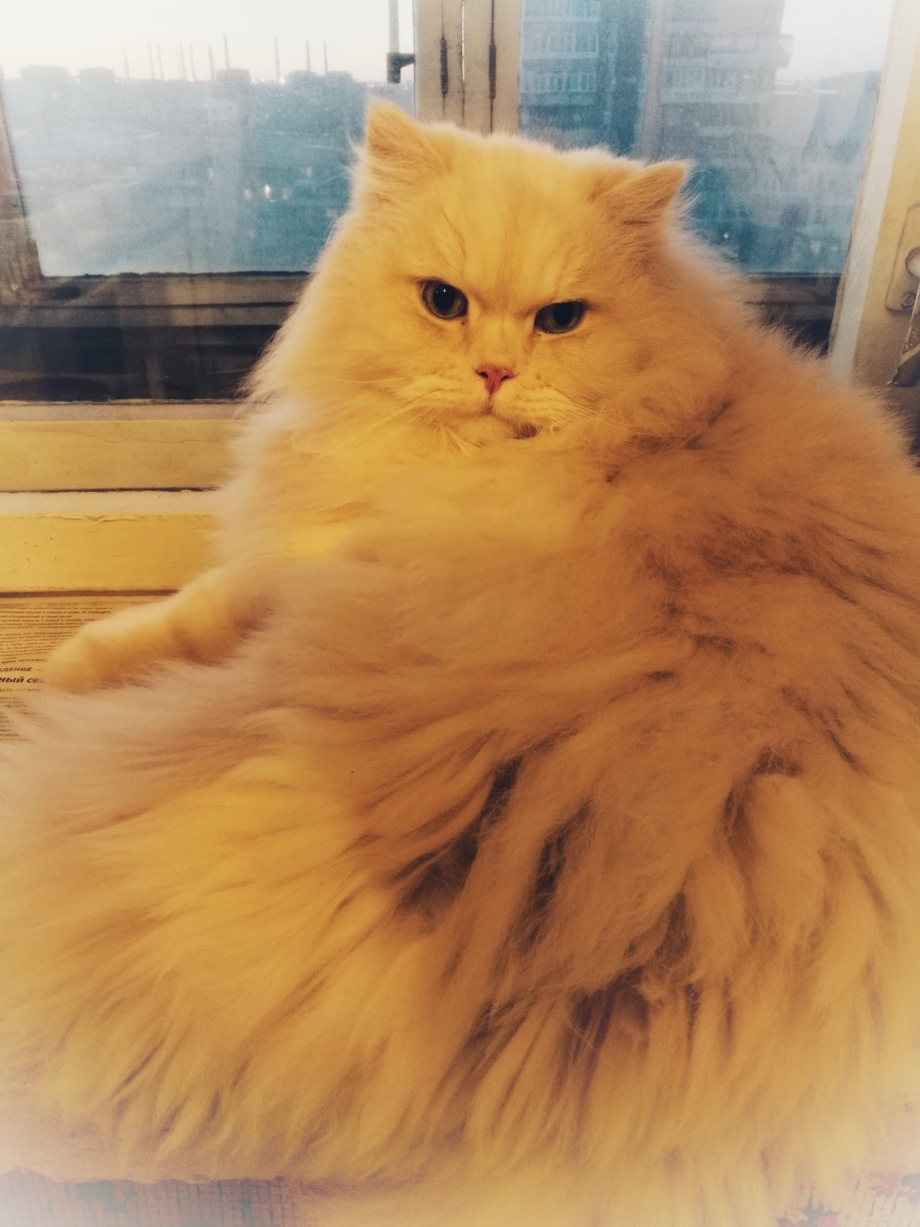 Персидский кот Эстетика