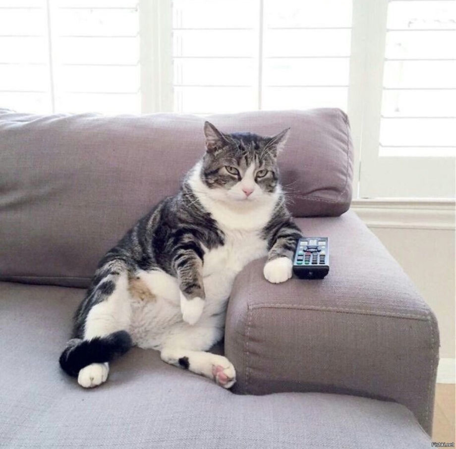 Кот который сидит на диване