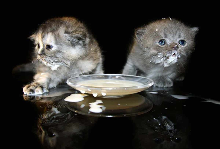 Котенок испачкался