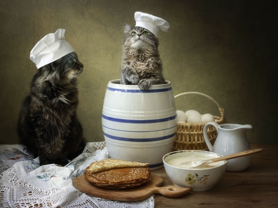 Кот с блинами