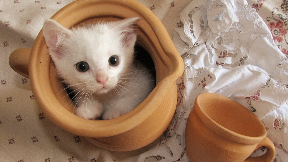 Милые котики в кружке