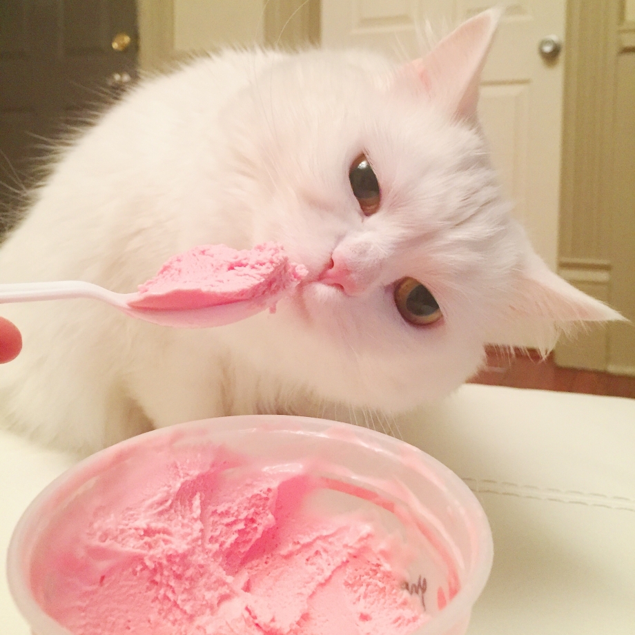 Кот с мороженым