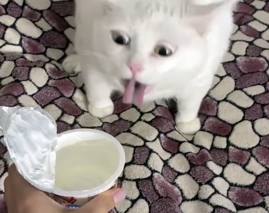 Кот не любит сметану