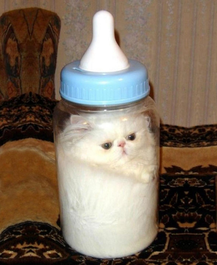 Кот это жидкость