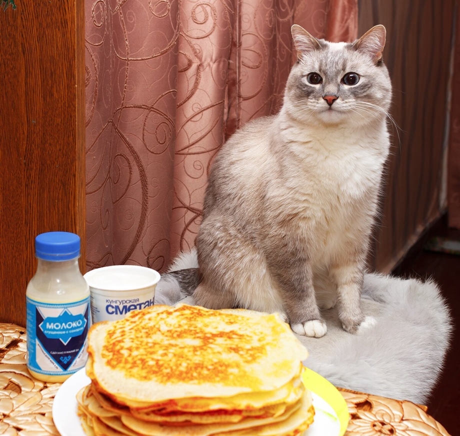 Котик с блинами