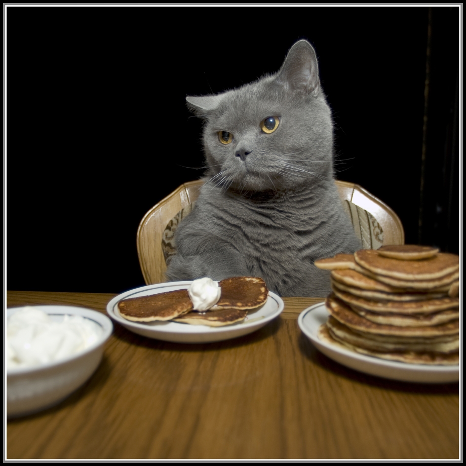 Кот около миски