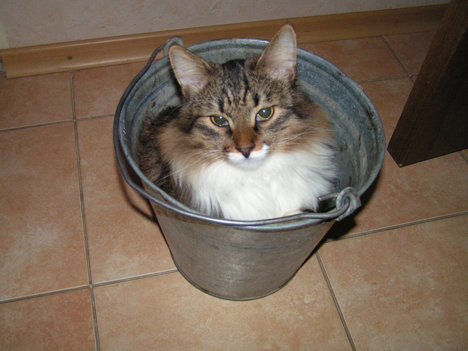 Ведро для кошачьего